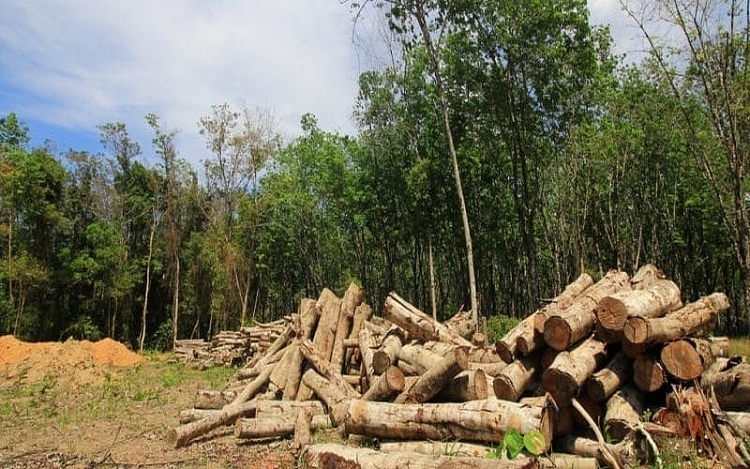Khí tự nhiên: Giải pháp cho cuộc chiến chống phá rừng ở Congo